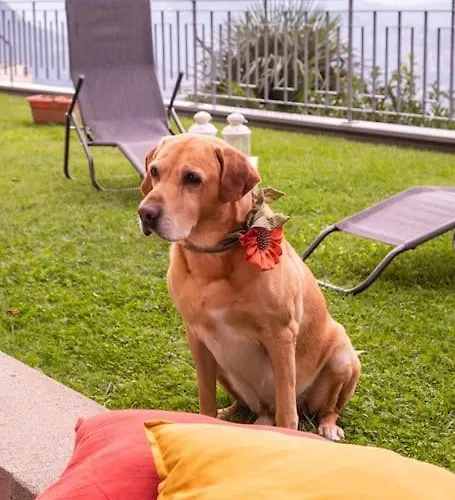 דירה Yellow House -